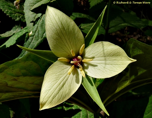 {Trillium 'Amicalola'}
